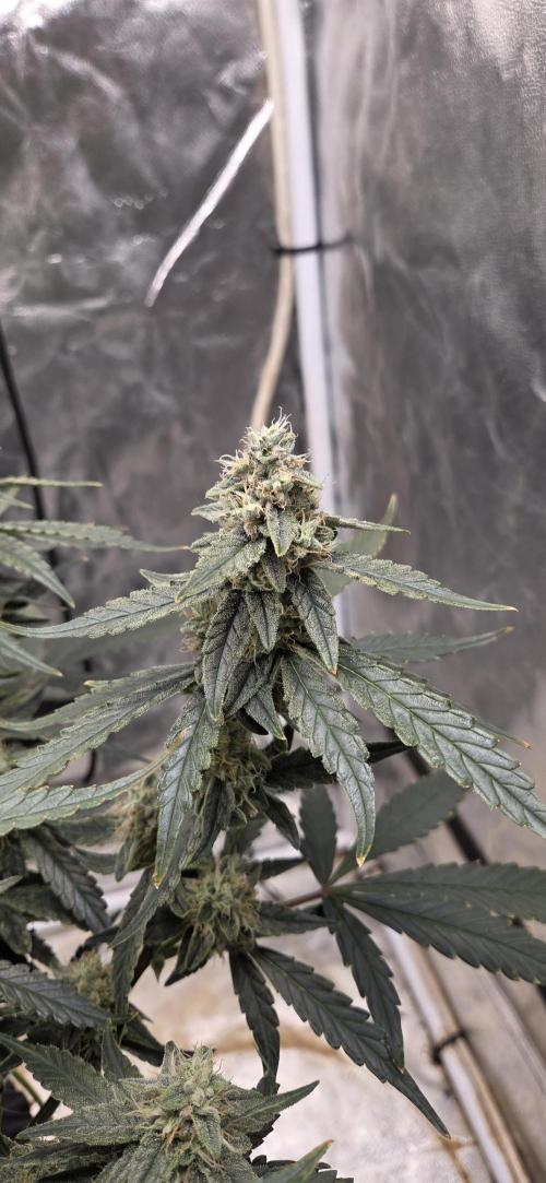 Orion F1 auto. Week 7