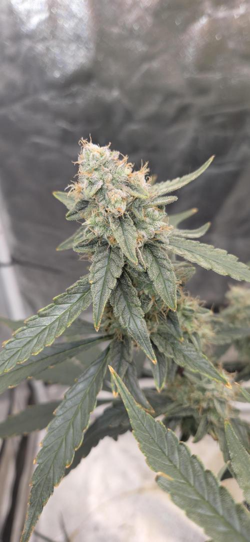 Orion F1 auto. Week 8