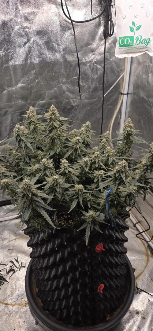 Orion F1 auto. Week 8