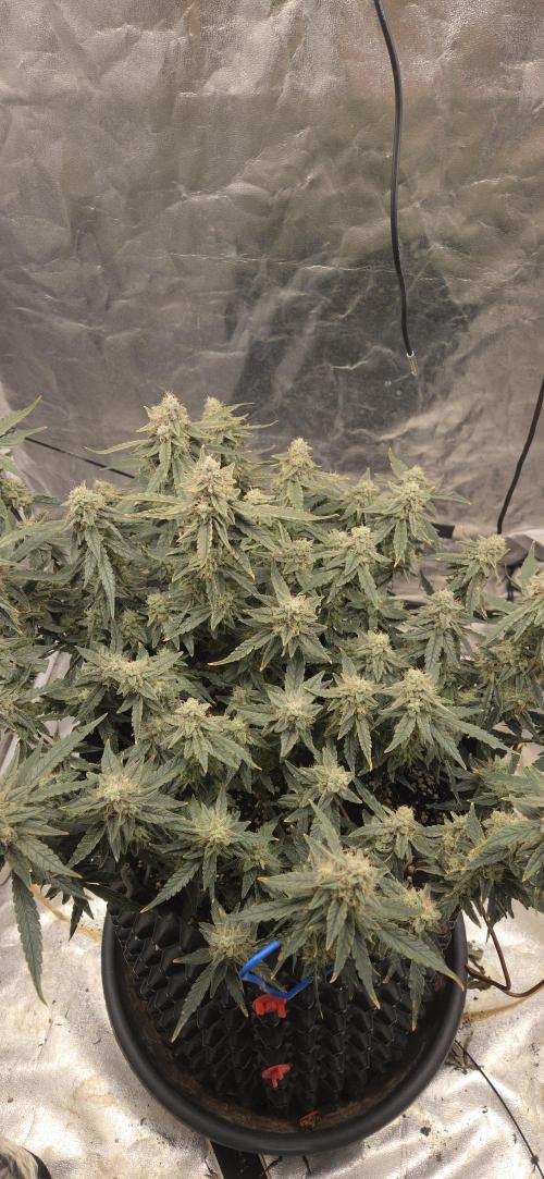 Orion F1 auto. Week 8