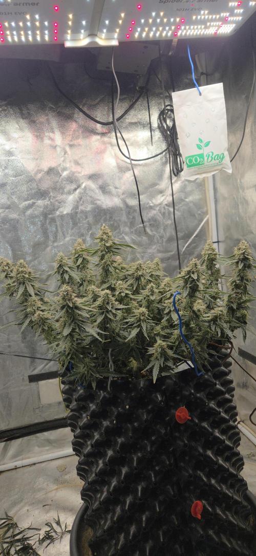 Orion F1 auto. Week 8