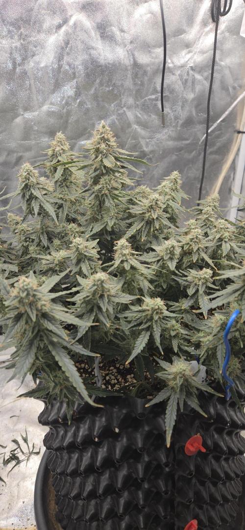 Orion F1 auto. Week 8