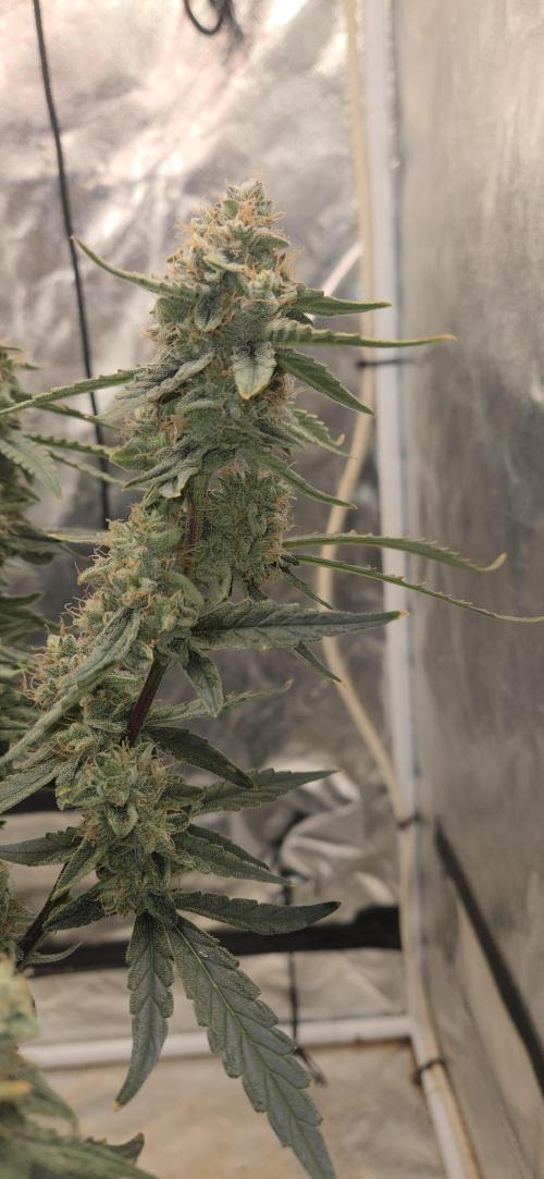 Orion F1 auto. Week 8