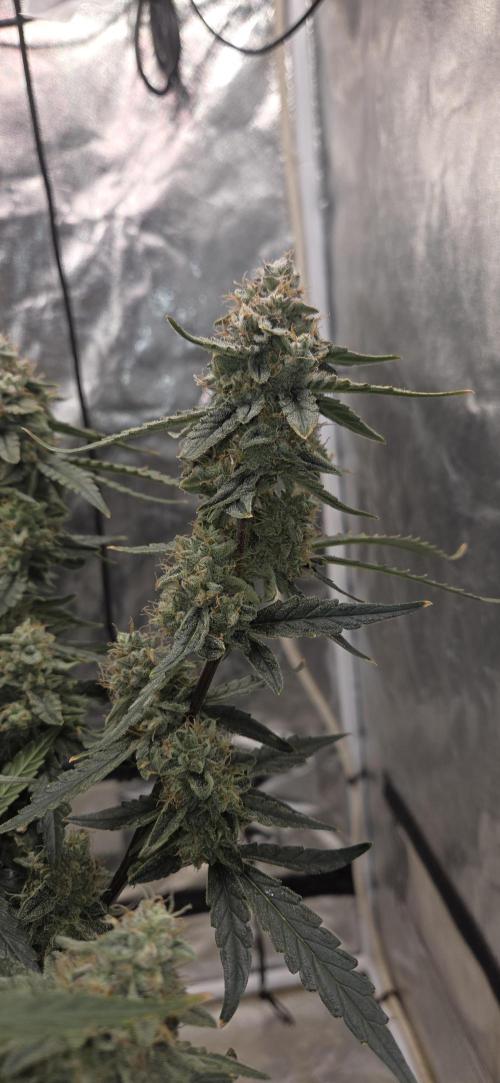 Orion F1 auto. Week 8