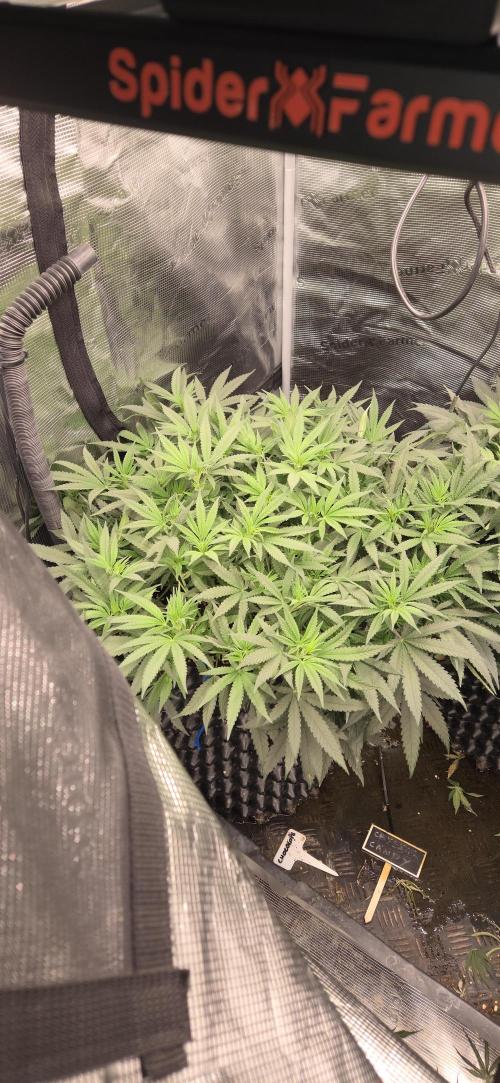 Chocolope. Week 7