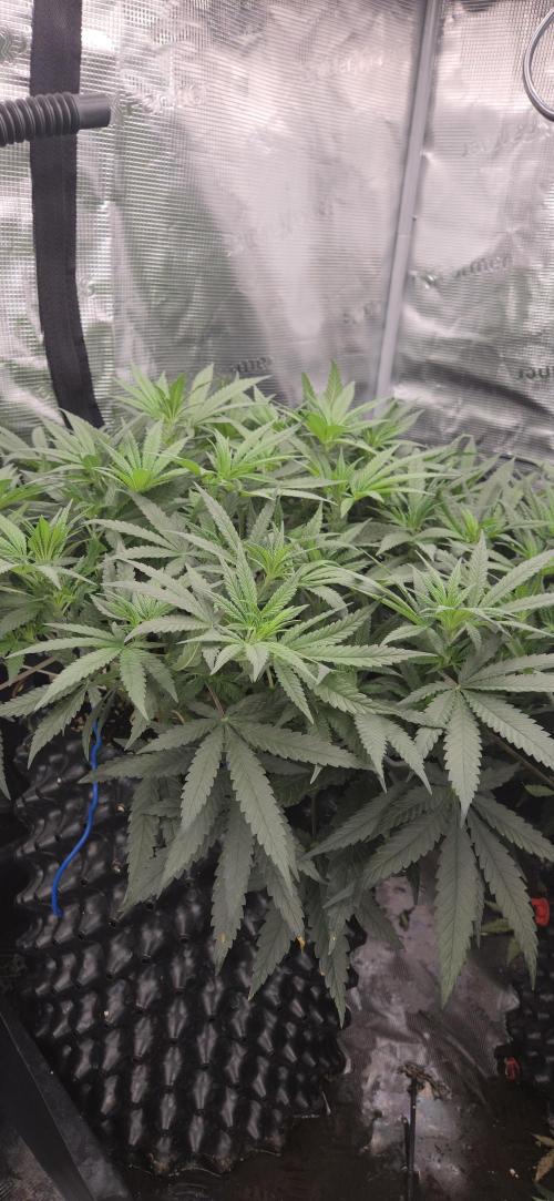 Chocolope. Week 7