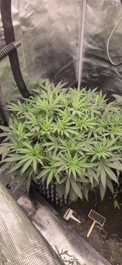 Chocolope. Week 7