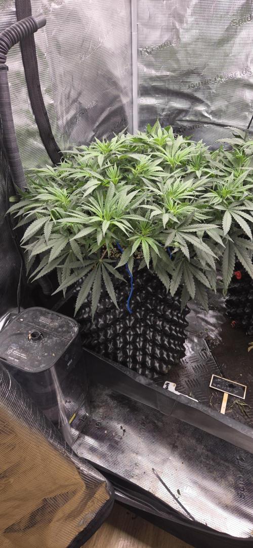 Chocolope. Week 7
