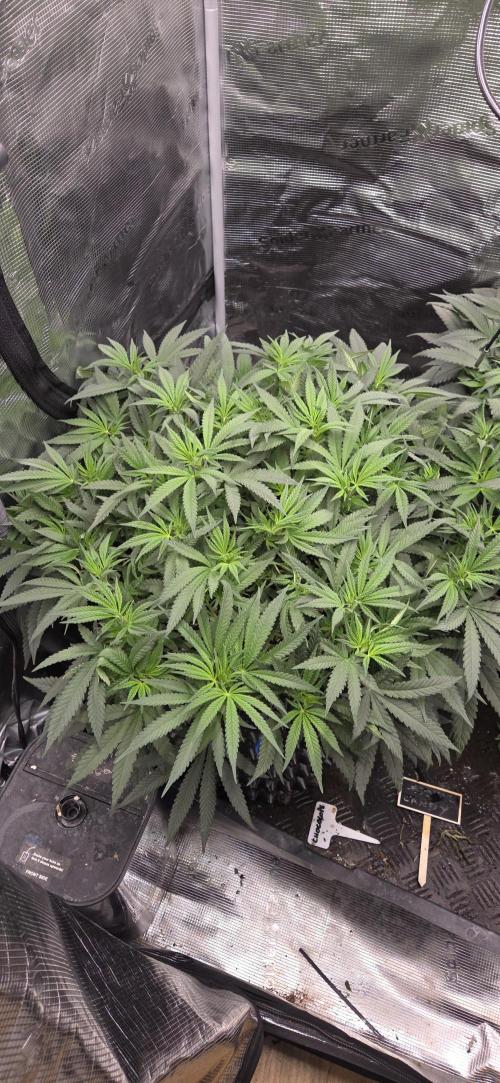 Chocolate Haze. Week 7