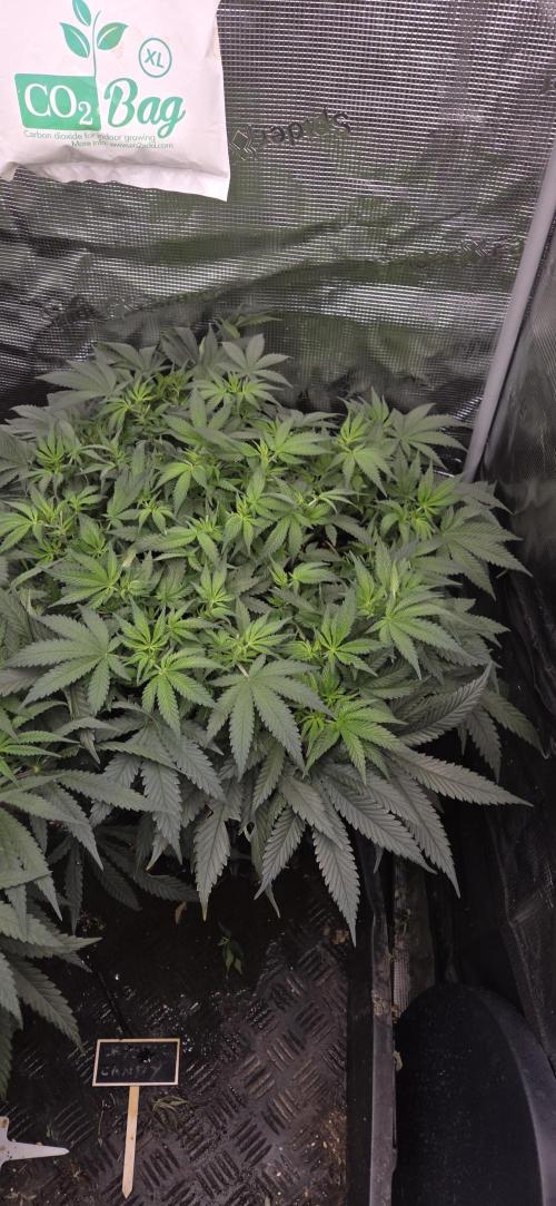Crystal Candy. Week 7