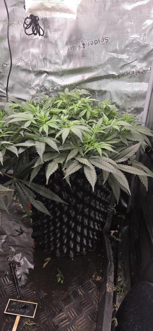 Crystal Candy. Week 7