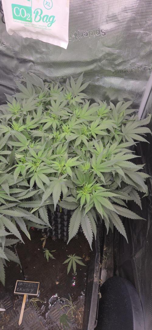 Crystal Candy. Week 7