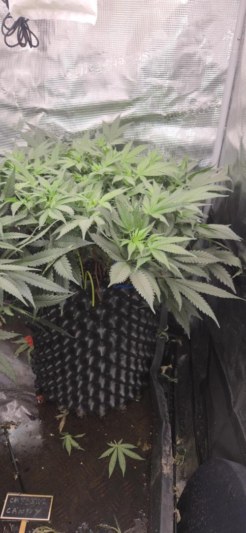 Crystal Candy. Week 7