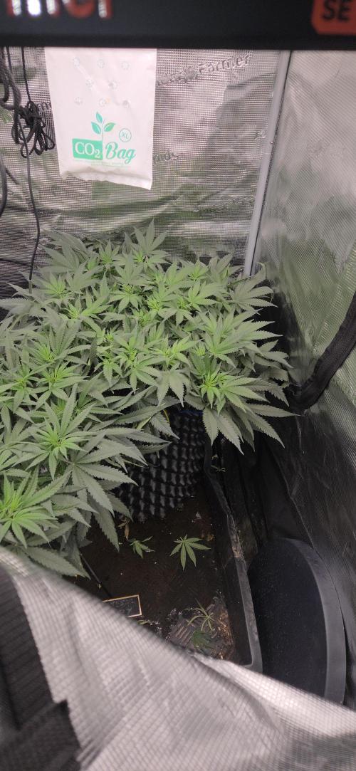 Crystal Candy. Week 7