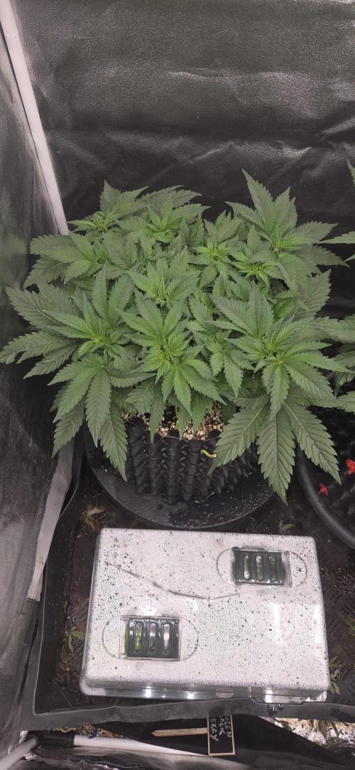 Big Buddha Cheese. Week 6