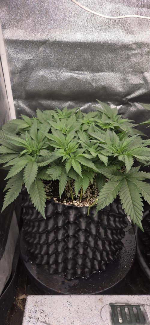 Big Buddha Cheese. Week 6