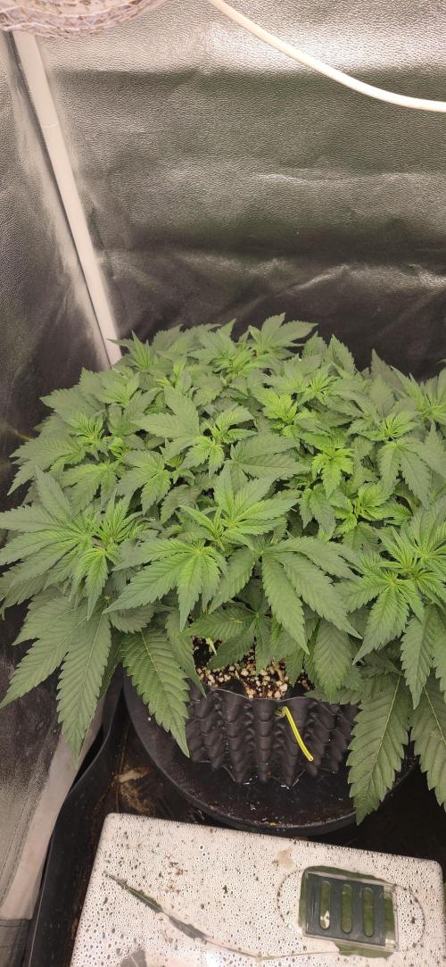 Big Buddha Cheese. Week 6