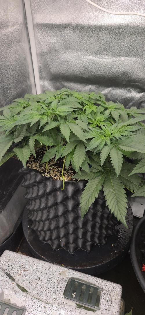 Cheese. Week 6