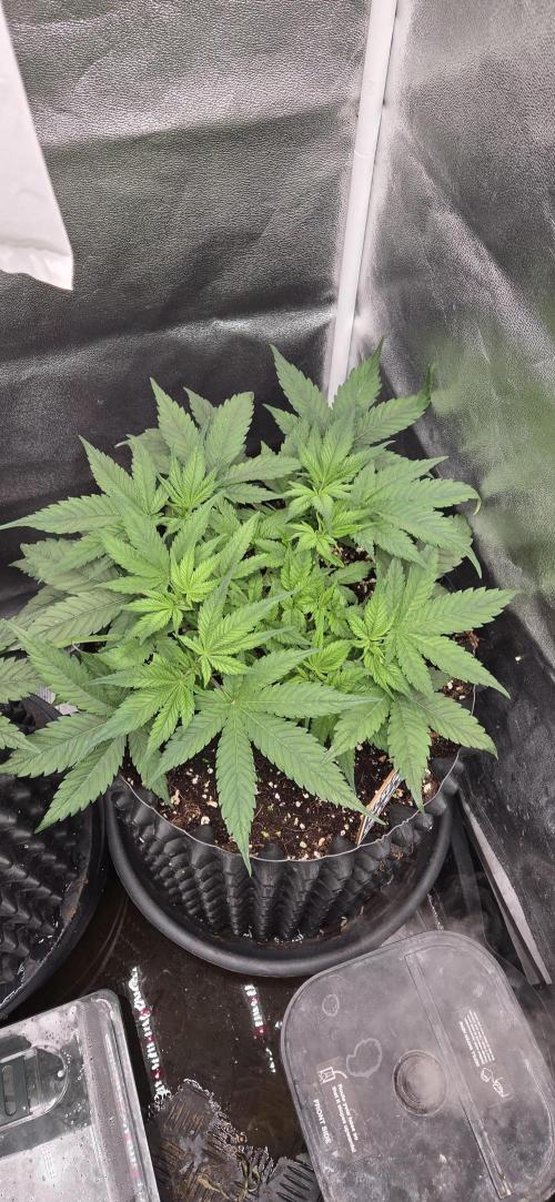 Frozen black cherry. Week 6