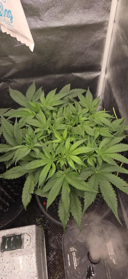 Frozen black cherry. Week 6