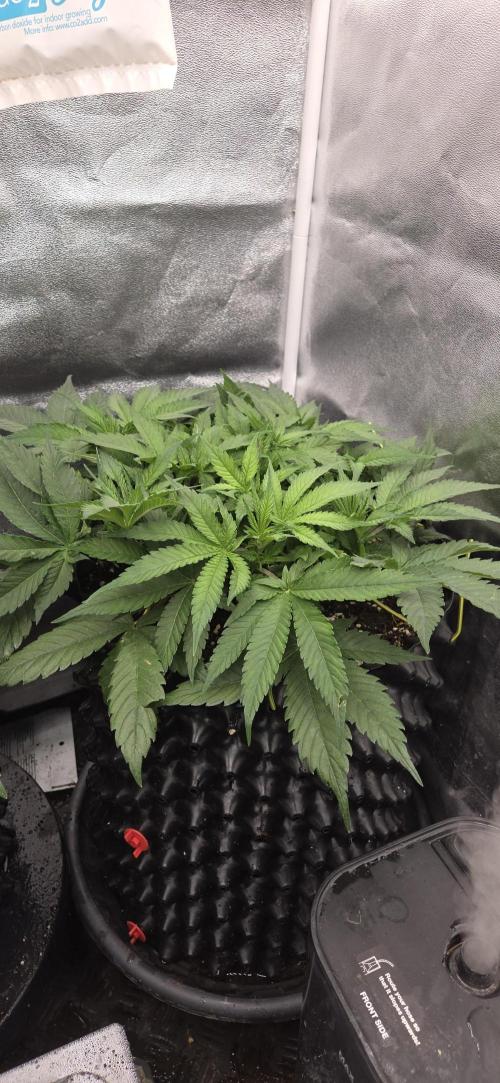 Frozen black cherry. Week 6
