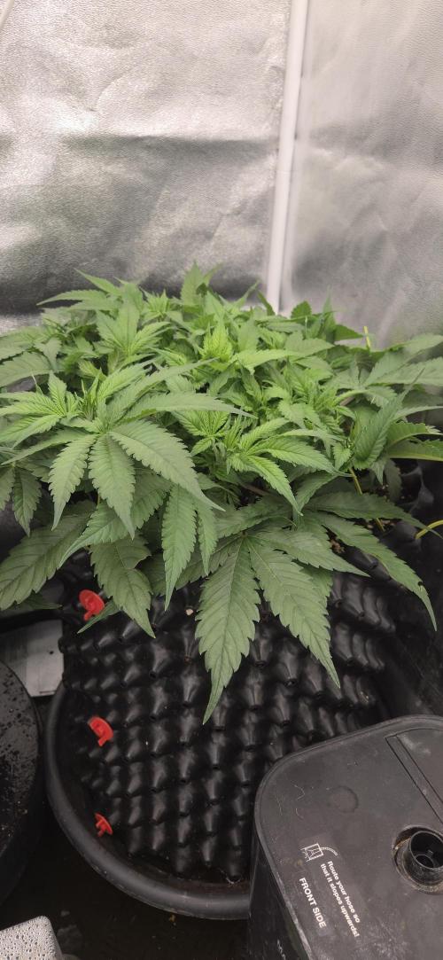 Frozen black cherry. Week 6