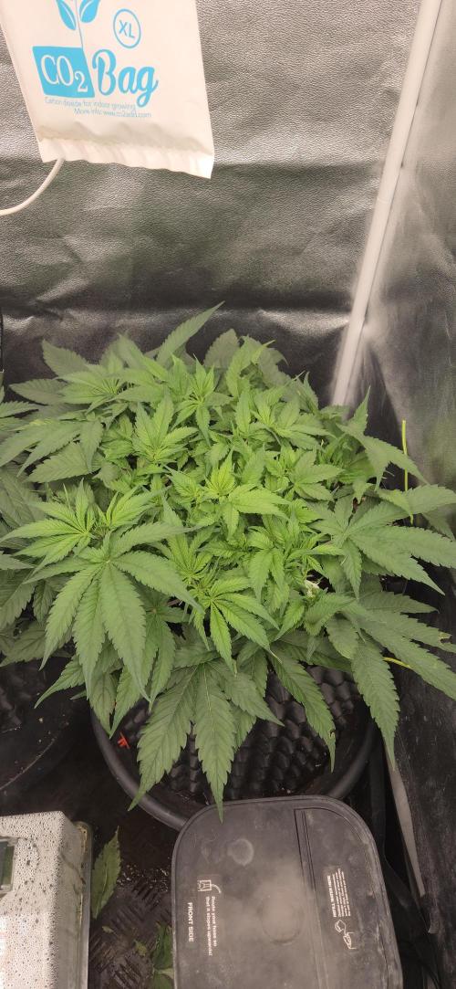 Frozen black cherry. Week 6