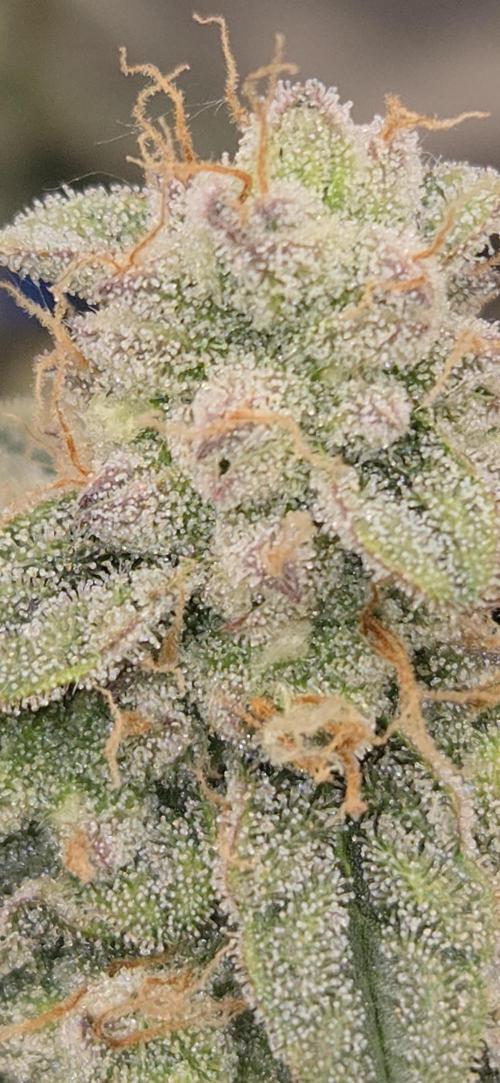 Orion F1 auto. Week 9