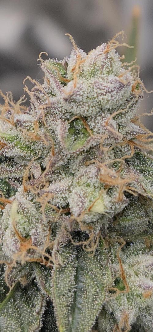 Orion F1 auto. Week 9