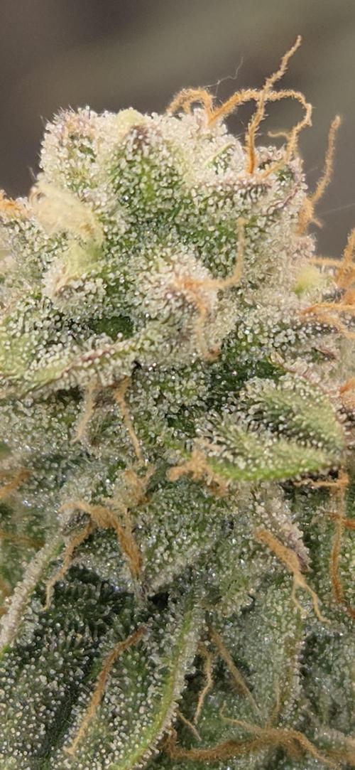Orion F1 auto. Week 9