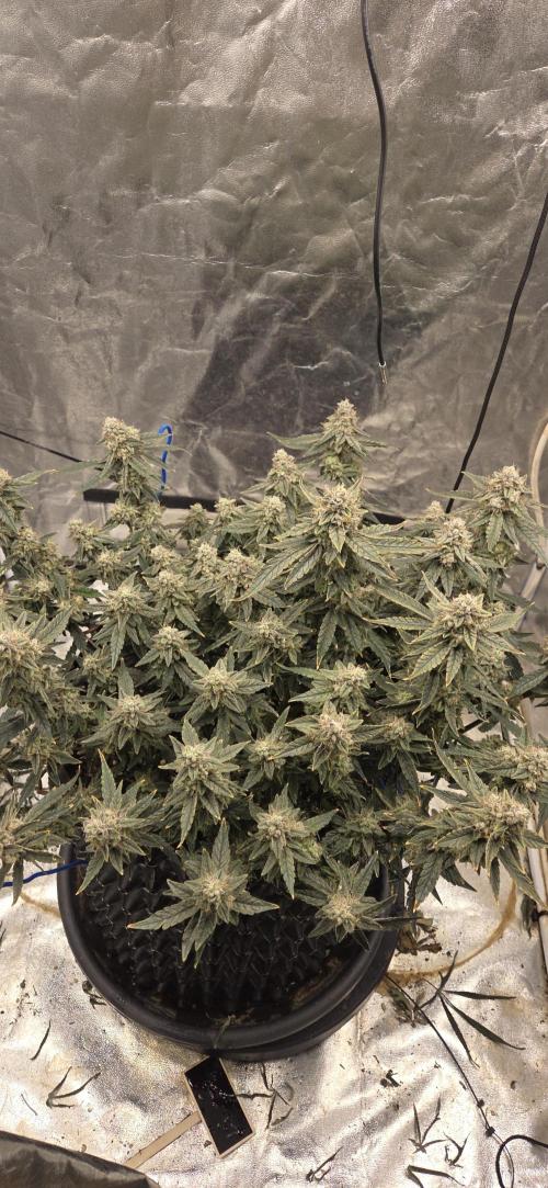 Orion F1 auto. Week 9