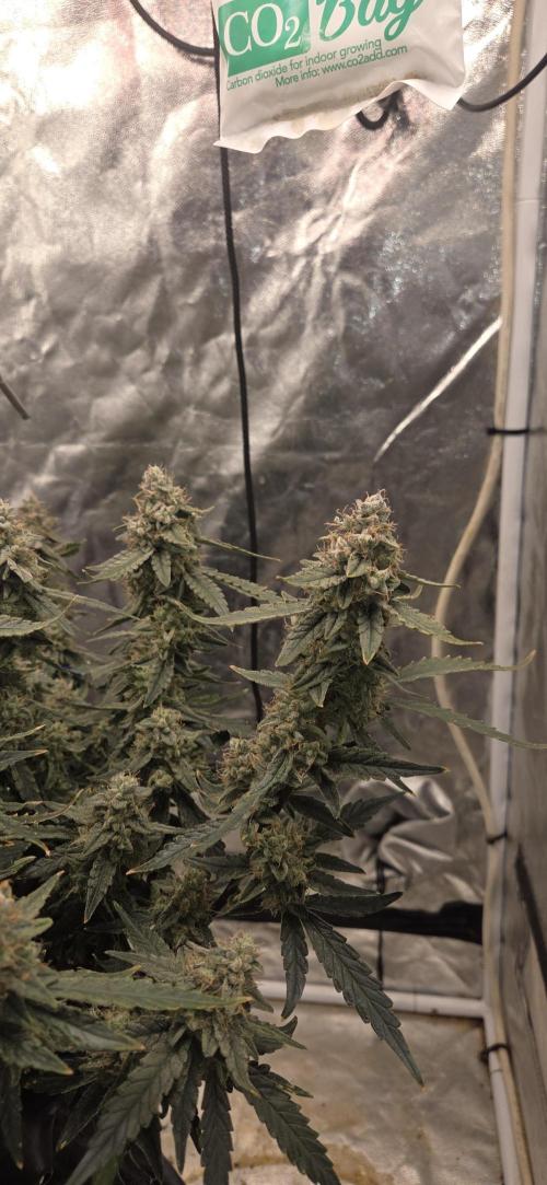 Orion F1 auto. Week 9