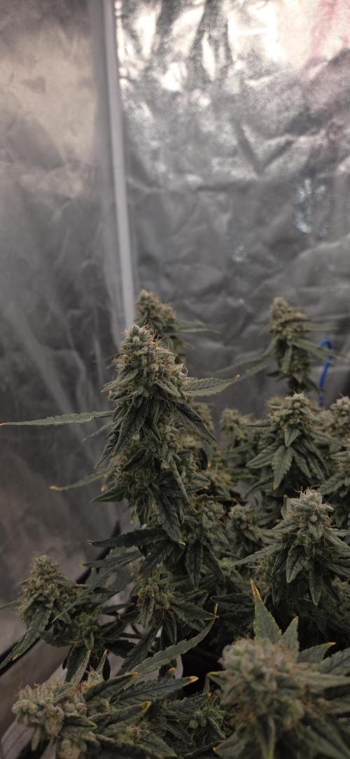Orion F1 auto. Week 9