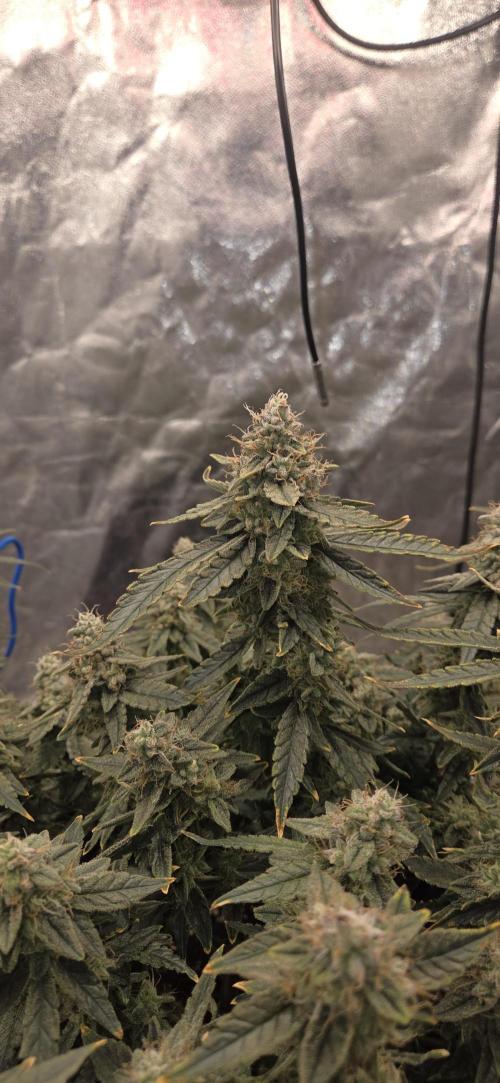 Orion F1 auto. Week 9
