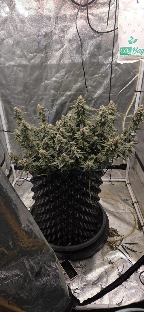 Orion F1 auto. Week 9