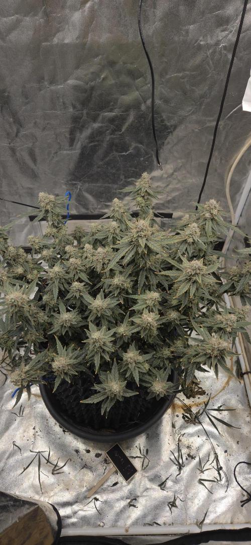 Orion F1 auto. Week 9