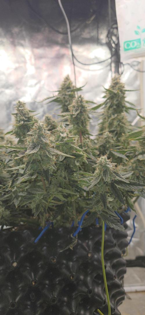 Orion F1 auto. Week 9