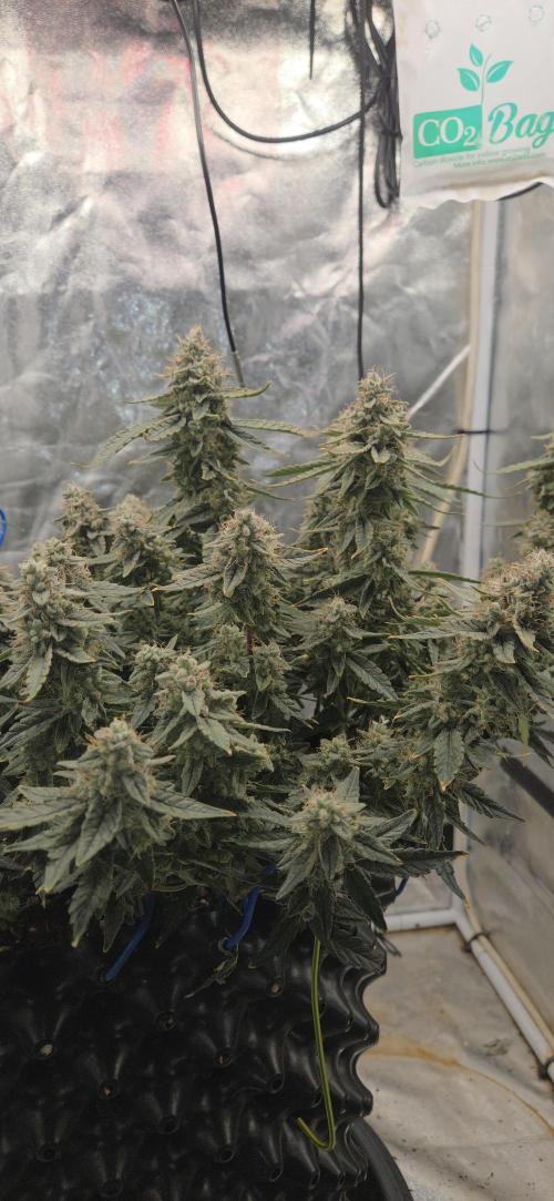 Orion F1 auto. Week 9