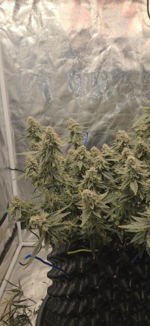 Orion F1 auto. Week 9