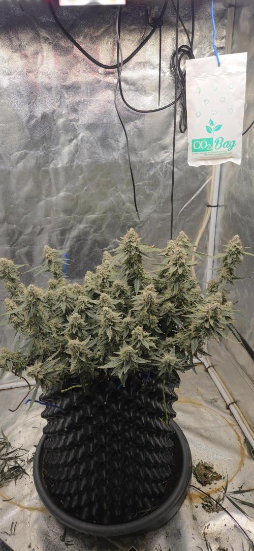 Orion F1 auto. Week 9