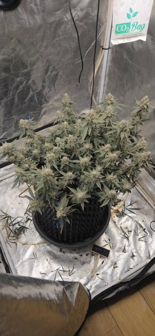 Orion F1 auto. Week 9
