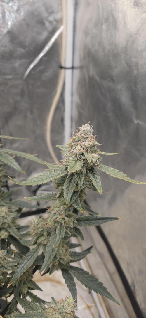 Orion F1 auto. Week 9