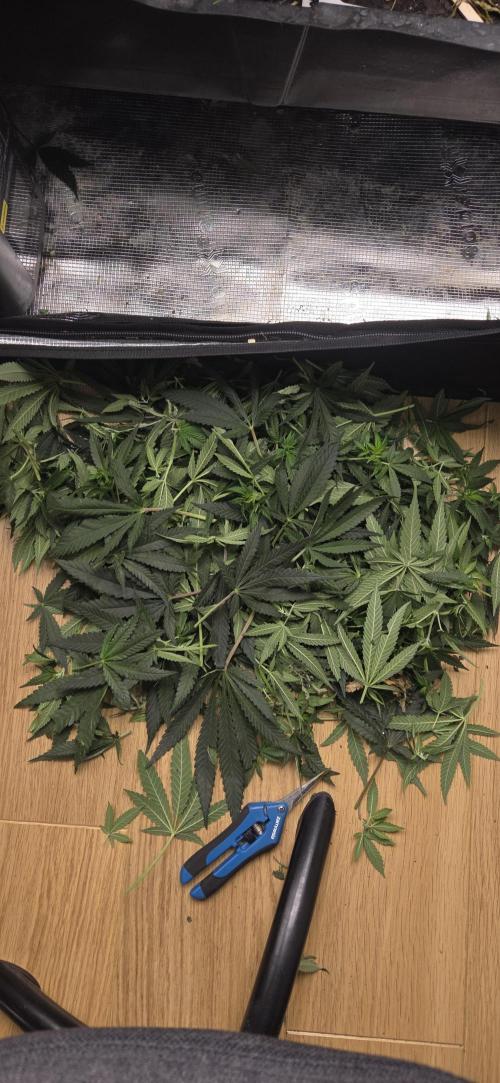 Chocolope. Week 8