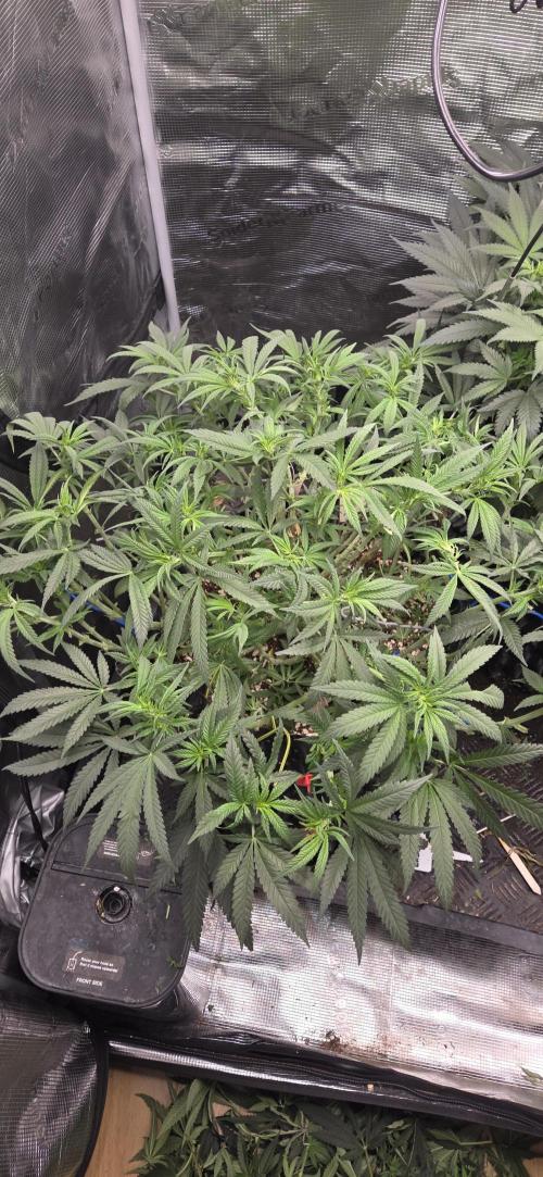 Chocolope. Week 8