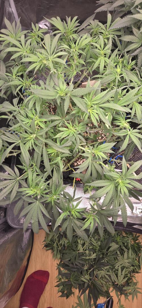 Chocolope. Week 8