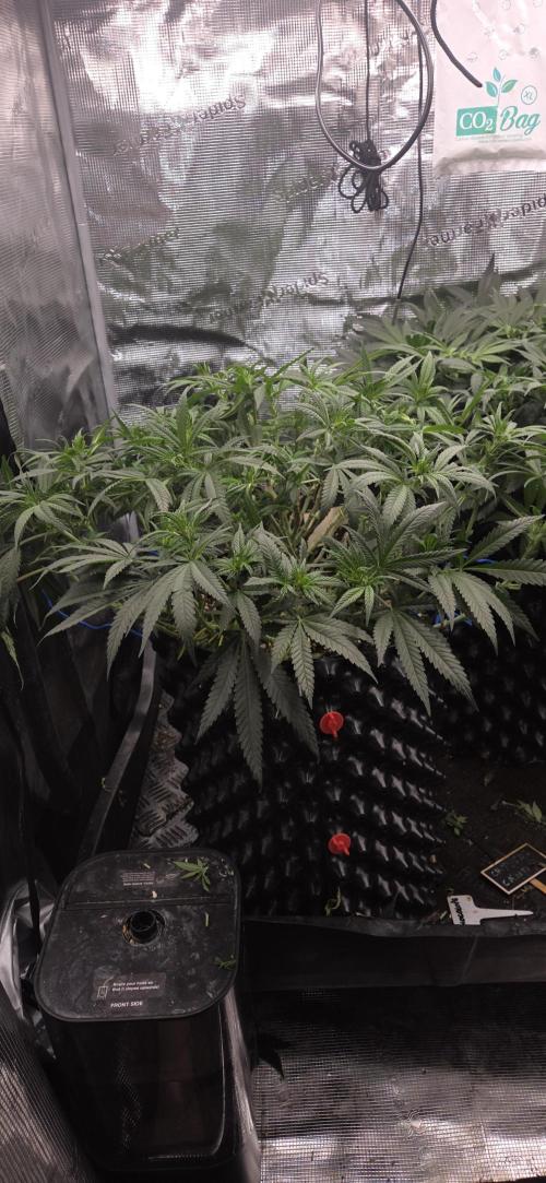 Chocolope. Week 8