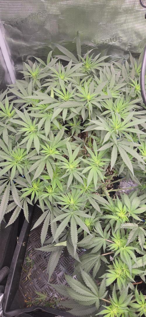 Chocolope. Week 8