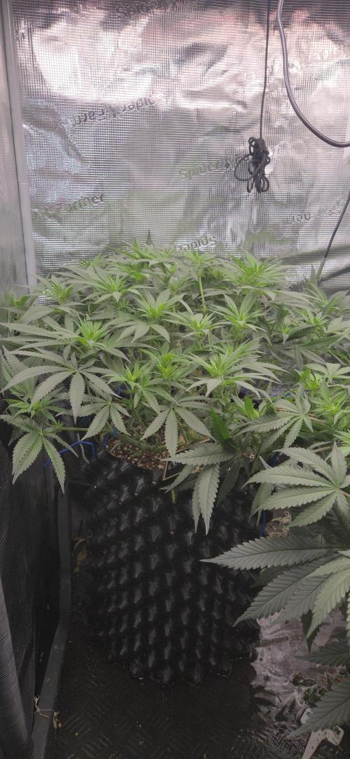 Chocolope. Week 8