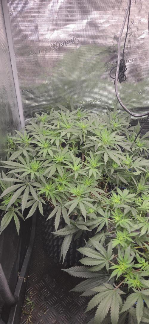 Chocolate Haze. Week 8
