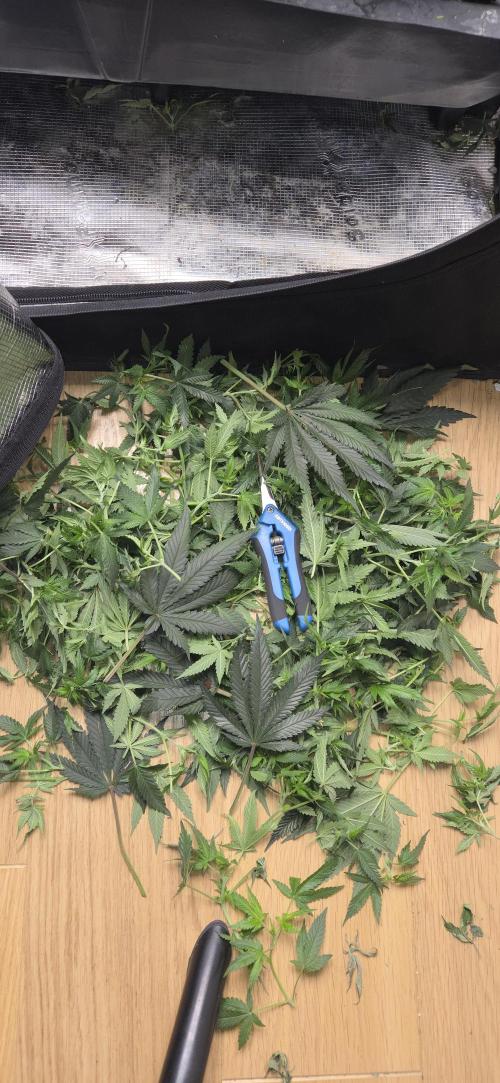 Crystal Candy. Week 8